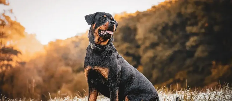 Dog Bites legal representation in Durango